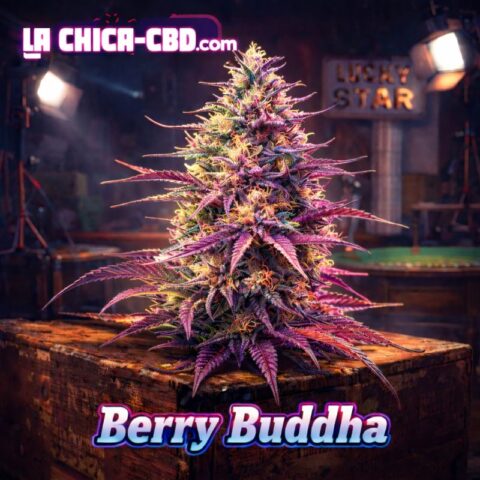 Berry Buddha