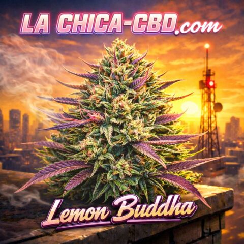 Lemon Buddha